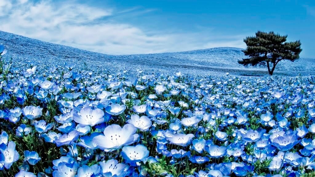 Небесный парк в Японии. Эти сказочные кадры были сделаны в японском парке Хитачи-Сисайд во время цветения немофилы, небесно-голубые цветы которой сделали пейзаж таким поразительно красивым. У нашей Heavenly Beauty Valley Tuberose глаза такого же цвета))